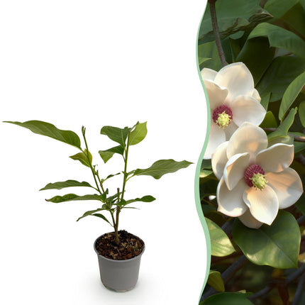 Magnolia sieboldii – 12cm – Höhe ca. 30cm – Laubabwerfende Sommer – Magnolie mit weißen Blüten & rotem Zentrum