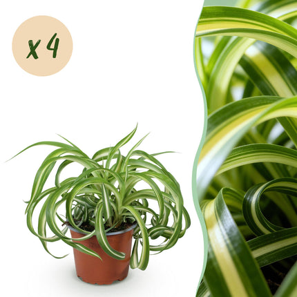 Chlorophytum comosum Bonnie – 4 Pflanzen Set – Ø12cm Höhe 20-25cm – Grünlilie mit gedrehten Blättern – Haustierfreundliche Zimmerpflanze