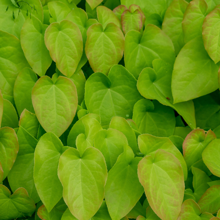 Elfenblume Epimedium rubrum – 48 Pflanzen – 10-25cm – Ø9cm – Winterharte Schattenstaude mit rotrosa Blüten – Bodendecker für Garten, Beet & Gehölzrand
