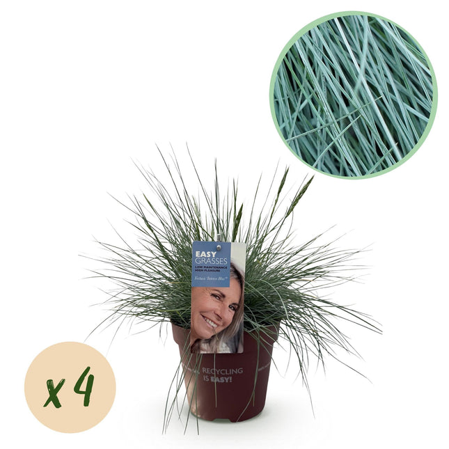 Festuca glauca Intense Blue – Blauschwingel – Ziergras – 4 Pflanzen – Immergrün & pflegeleicht – Ø17cm – Höhe ca. 50cm – Trockenheitsresistent
