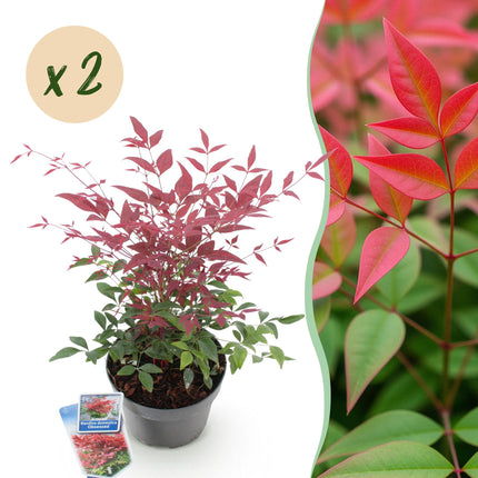 Nandina Obsessed – 2 Pflanzen 17cm Höhe ca.45cm – Immergrün & farbintensiv – Rotes Laub für Beet Balkon Terrasse