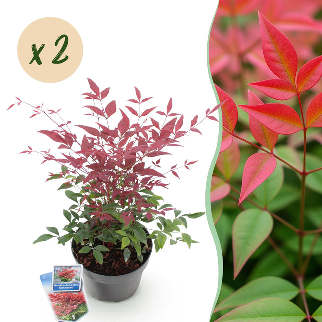 Nandina Obsessed – 2 Pflanzen 17cm Höhe ca.45cm – Immergrün & farbintensiv – Rotes Laub für Beet Balkon Terrasse