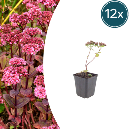 Sedum Matrona – 12 Pflanzen – Ø9cm – Höhe 10-25cm – Winterharte Fetthenne – Dunkelrosa Blüten
