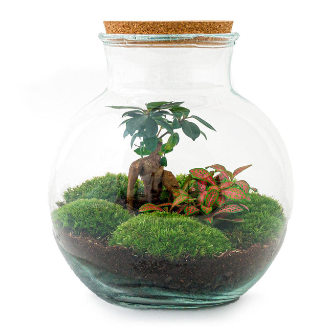 Flaschengarten DIY Bausatz Teddy Bonsai – Terrarium Ø25cm x H26,5cm – Do-It-Yourself Pflanzterrarium – Autarkes Mini-Ökosystem – Für Zuhause & Büro