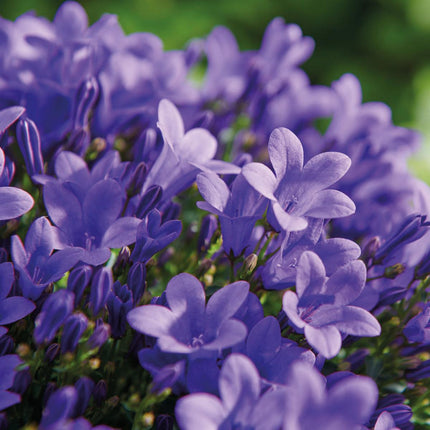 Campanula Addenda lila 12cm – winterharte mehrjährige Glockenblume – Wuchshöhe ca.20-30cm – pflegeleicht