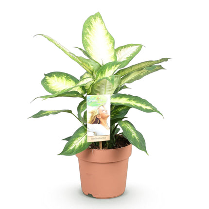 Dieffenbachia Camilla – 17cm – Höhe 45-50cm – Pflegeleichte bunt gemusterte Zimmerpflanze für Wohnzimmer, Büro und schattige Innenräume