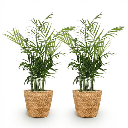 Chamaedorea Elegans Goldpalme Zimmerpflanze 2er Set inkl. Naturkorb