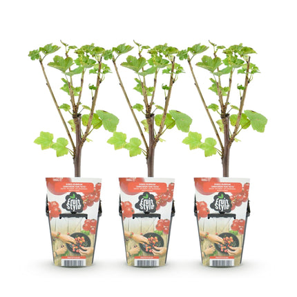 Rote Johannisbeere Ribes rubrum Jonkheer van Tets winterhart 3 Pflanzen Ø9cm Höhe30cm – Ertragreiche Johannisbeerpflanze für Garten Balkon & Terrasse