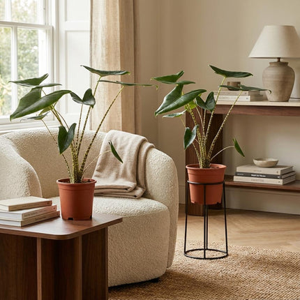 Alocasia Zebrina – 2 Pflanzen – Ø21cm – Höhe 70-75cm – Elefantenohr Zimmerpflanze – Dekorative Blätter mit Zebra – Stielen – Exotische Wohnpflanze