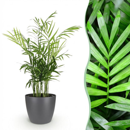 Chamaedorea elegans Pflanze Mit Grauem Topf Ø12cm Höhe ca.15cm Goldpalme Haustierfreundlich Luftreinigend Pflegeleicht Für Zimmer Büro & Schlafzimmer