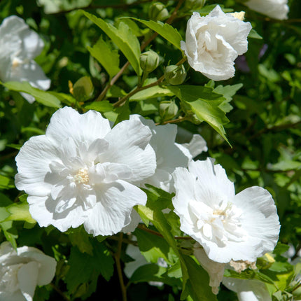 Hibiscus syriacus White Chiffon – Stamm-Pflanze – Ø19 cm – Höhe ca. 90 cm – Weiße Blüten – Laubabwerfend & pflegeleicht – Für Garten, Terrasse & Balkon
