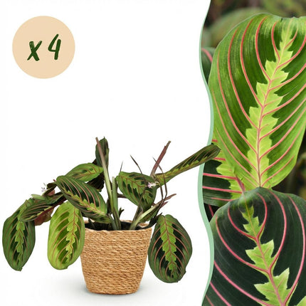 Maranta Fascinator Tricolour Gebetsblatt Zimmerpflanze 4er Set inkl. Naturkorb