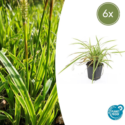 Goldrand Segge Carex morrowii 'Aureovariegata' – ↕10-25cm – Ø9cm – 6 Pflanzen – Immergrünes Ziergras & Bodendecker – Winterhart & pflegeleicht