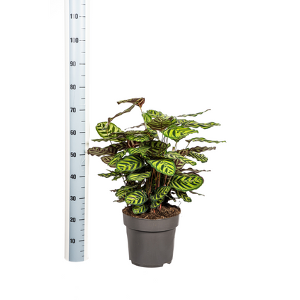 Calathea Makoyana – Pfauenpflanze – Große Zimmerpflanze Ø27 cm – 60-80 cm hoch – Ovale Blätter mit auffälligem Muster – Indirektes Licht – Pflegeleicht & Luftverbessernd