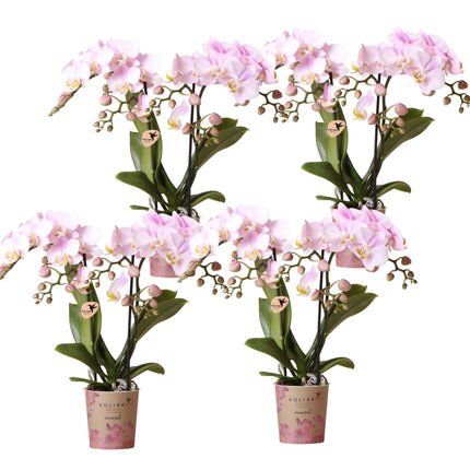 Phalaenopsis Orchideen Portugal – 4 Orchideen – Ø9cm – Rosa blühende Zimmerpflanzen mit gelbem Herz – Elegante Orchideen frisch vom Züchter – Mit 2–3 Blütenstielen