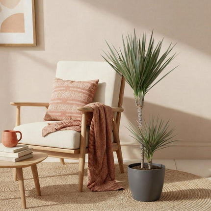 Dracaena Marginata Bicolor Drachenbaum Zimmerpflanze mit grauem Topf Ø21cm Höhe 90-100cm Pflegeleicht große Grünpflanze für Zimmer & Büro Raumdeko