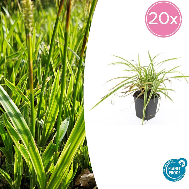 Goldrand Segge Carex morrowii 'Aureovariegata' – ↕10-25cm – Ø9cm – 20 Pflanzen – Japan-Segge – Winterhart & pflegeleicht – Schattengarten