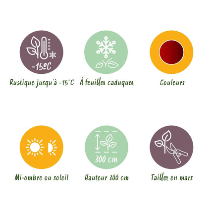 Japanischer Ahorn – Acer palmatum Jerre Swarts – 2 Pflanzen – Dunkelrot – je ca. 70 cm hoch – im 19 cm Topf – Balkon- & Kübelpflanze – Farbwechsel im Herbst