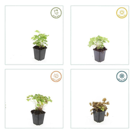 Alchemilla mollis – Frauenmantel – Staude mit dekorativem Laub & gelbgrüner Blüte – 24 Pflanzen – ↕10-25cm – Ø9cm – pflegeleicht & winterhart