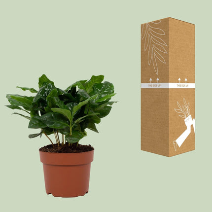 Arabische Kaffeepflanze – Coffea Arabica – Zimmerpflanze – Ø12cm – ↕22cm – Luftreinigend & Pflegeleicht
