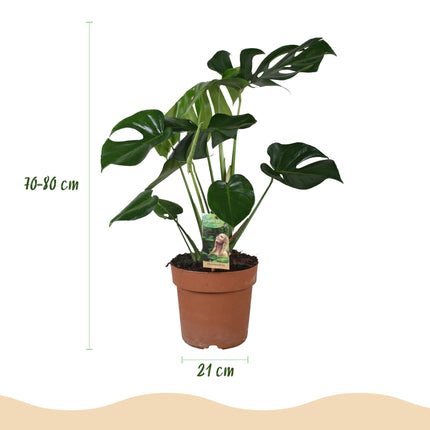 Monstera Deliciosa Fensterblatt – Große Zimmerpflanze im grauen Topf Ø21cm Höhe70-80cm – Pflegeleichte Grünpflanze