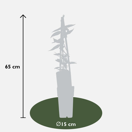 Geißblatt - Lonicera henryi - Immergrüne Kletterpflanze - Ø15cm - Höhe 65cm - Duftende Blüten für Garten, Terrasse & Balkon