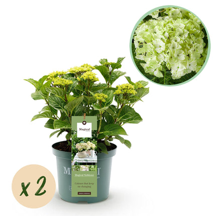 Hydrangea macrophylla Magical Noblesse – Weiße Gartenhortensie – 2 Pflanzen 23cm – Höhe 55cm – 6-10 große Blüten – Balkonpflanze