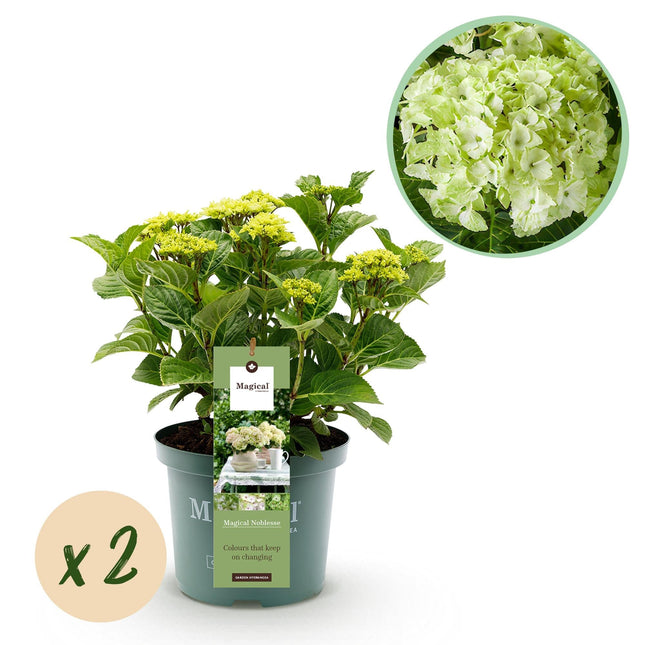 Hydrangea macrophylla Magical Noblesse – Weiße Gartenhortensie – 2 Pflanzen 23cm – Höhe 55cm – 6-10 große Blüten – Balkonpflanze