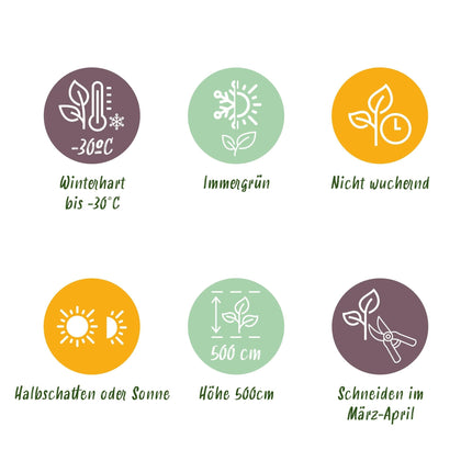 Lebensbaum Thuja occidentalis Smaragd – Immergrüne Heckenpflanze – 8 Pflanzen – 1 m – 9 cm Höhe 30–35 cm – Schnellwachsend & Pflegeleicht