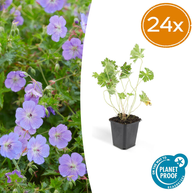 Geranium Rozanne – Blühender Bodendecker – 24 Pflanzen – ↕10–25cm – Ø9cm – Langanhaltende Blüte von Mai bis Herbst – Pflegeleicht & winterhart – Für Beete, Rabatten & Kübel