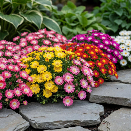 Delosperma Mix – 4 winterharte Bodendeckerpflanzen – Farben Rot, Gelb, Lila & Rosa – Pflegeleichte Blühpflanzen 14cm – 17cm Höhe – Für Beet, Balkon & Terrasse