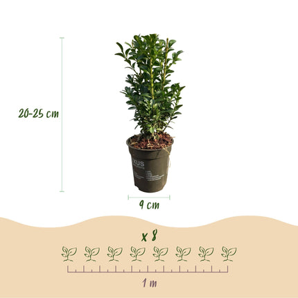 Gewöhnlicher Buchsbaum Buxus sempervirens – Immergrüne Heckenpflanzen – 8 Pflanzen – 1 m – 9 cm Höhe 20–25 cm – Grün – Pflegeleicht