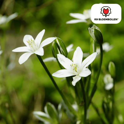 Vogelmilch (Ornithogalum) – 30 Blumenzwiebeln – weiße sternförmige Blüten – Frühlingsblumenzwiebeln – ideal für Rabatten & Naturgärten