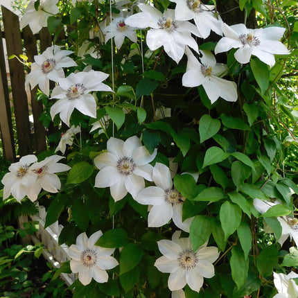 Kletterpflanze Clematis Miss Bateman – Rosa-Weiße Blüten – Wenig Pflege – 2 Pflanzen – 11 cm Höhe 40 cm – Für Garten, Terrasse & Pergolen