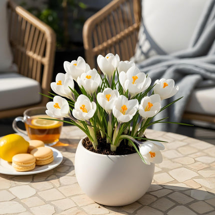 Blumenzwiebeln Crocus White – Weiß – 30 Stück – Zwiebelgröße 7/8 – Krokusse für Garten, Balkon & Terrasse – Frühblühende, winterharte Blumenzwiebeln