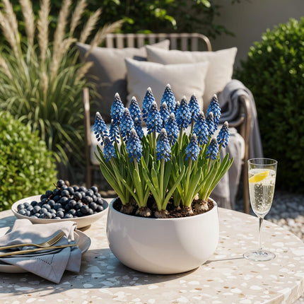 Blumenzwiebeln Muscari Armeniacum – 50 Blumenzwiebeln – Blaue Traubenhyazinthen – Frühblüher für Beet, Balkon & Terrasse – Pflegeleicht & Bienenfreundlich
