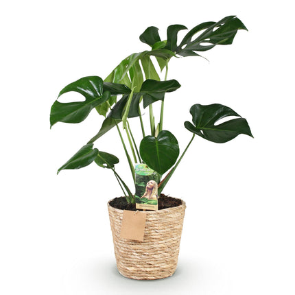 Monstera Deliciosa – 70-80cm – 21cm inkl. Naturkorb – Pflegeleichtes Fensterblatt
