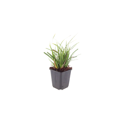 Japan – Segge Carex morrowii – 48 Pflanzen – Immergrünes Ziergras für Schatten & Halbschatten – Bodendecker für Beet & Garten – 10-25cm – Ø9cm