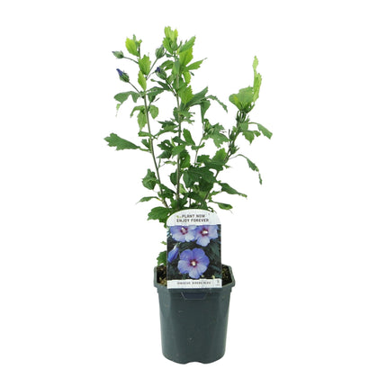 Garteneibisch Hibiscus syriacus Oiseau Blue – Strauch – Blüte Blau – Wenig Pflege – 17cm Höhe 45cm – Für Garten & Terrasse
