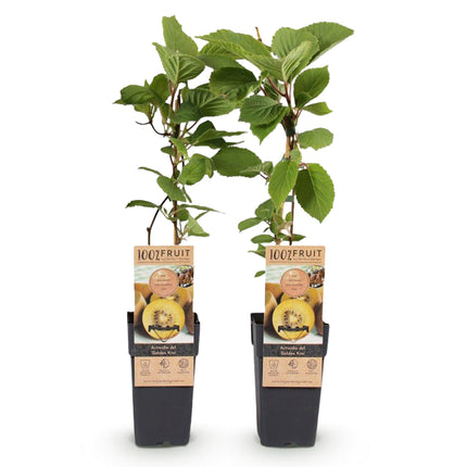 Actinidia deliciosa Golden Kiwi – 2 Obstpflanzen – Süße gelbe Früchte – Ø15cm Höhe 50cm – Einfach zu pflegen & vitaminreich