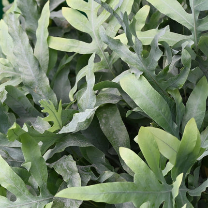 Phlebodium aureum Blue Star – 4 Pflanzen Set – Ø12cm Höhe 25–30cm – Blauer Farn mit blaugrünen Blättern – Haustierfreundliche Zimmerpflanze