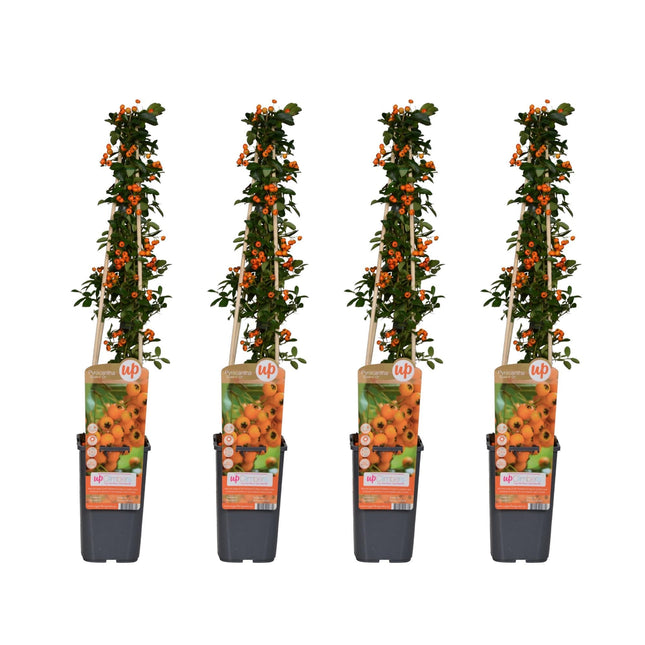 Feuerdorn Pyracantha 'Soleil d'Or' – Ø15 cm – ↕65 cm – 4 Pflanzen – Immergrün – Vogel- und Wildfreundlich – Pflegeleicht