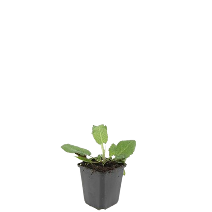 Salvia nemorosa 'Mainacht' – 48 Pflanzen – Blau blühende Staude – Sonniger Standort – Bienen – & Schmetterlingsfreundlich – Ø9cm – 10-25cm