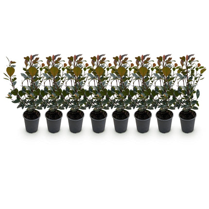 Glanzmispel Photinia Little Red Robin – 8 Pflanzen für 1 lfm Hecke – Immergrüner Strauch – 9cm – Höhe 30-35cm