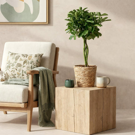 Schefflera Nora – 70-80cm – 21cm inkl. Naturkorb – Pflegeleichter Fingerbaum – Glänzende Grünpflanze für Wohnzimmer, Büro & Schlafzimmer