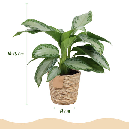 Aglaonema Silver Bay – Zwei pflegeleichte Silberblatt – Zimmerpflanzen im dekorativen Korb – 17cm – Höhe 70-75cm – Silber
