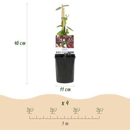 Kletterpflanze Lonicera Serotina – Rosa – Weiße Blüten – Spätsommerblüte – 2 Pflanzen – 11cm x H40cm – Winterhart & Pflegeleicht