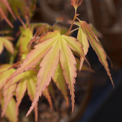 Japanischer Ahorn – Acer palmatum Katsura – 2 Pflanzen – Orange Herbstfärbung – je ca. 70 cm hoch – im 19 cm Topf – Balkonpflanze & Zierbaum – Für Beet, Terrasse & Kübel