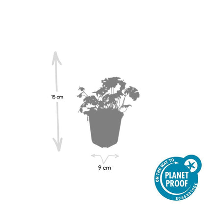 Geranium cantabrigiense 'Cambridge' – Bodendecker – 48 Pflanzen – Ø9cm – ↕10-25cm – Rosa Blüten – Pflegeleicht & bienenfreundlich