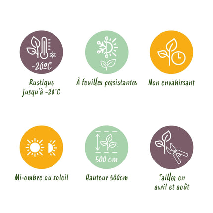 Kirschlorbeer Prunus laurocerasus Etna – Hecke – Blatt grün – 6 Pflanzen – 1 laufender Meter – Immergrün –  17cm x H50cm – Schnell wachsend & pflegeleicht